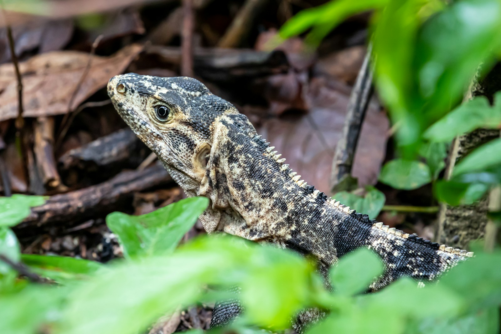 black and brown lizard on brown wood